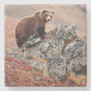 Denali Brown Bear Stone Coaster
