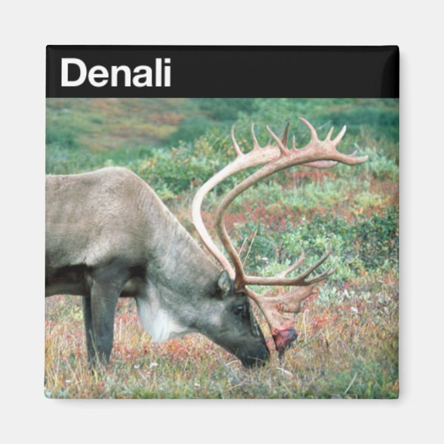 Denali National Park Magnet (Front)