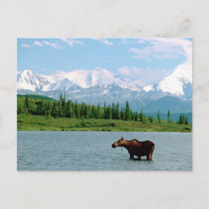 Denali National Park Postcard