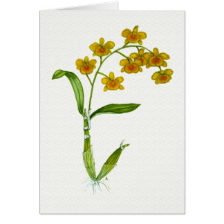 Dendrobium chrysotoxum