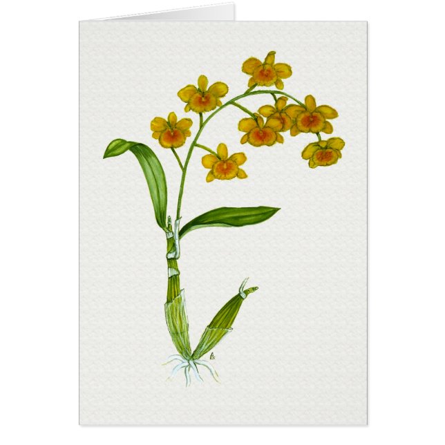 Dendrobium chrysotoxum (Front)