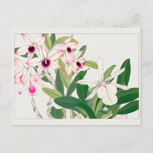 Dendrobium, Orchid by Tanigami Konan Postcard