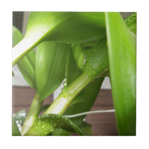 Dendrobium Orchid stems closeup Ceramic Tile