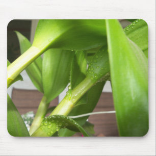 Dendrobium Orchid stems closeup Mouse Pad