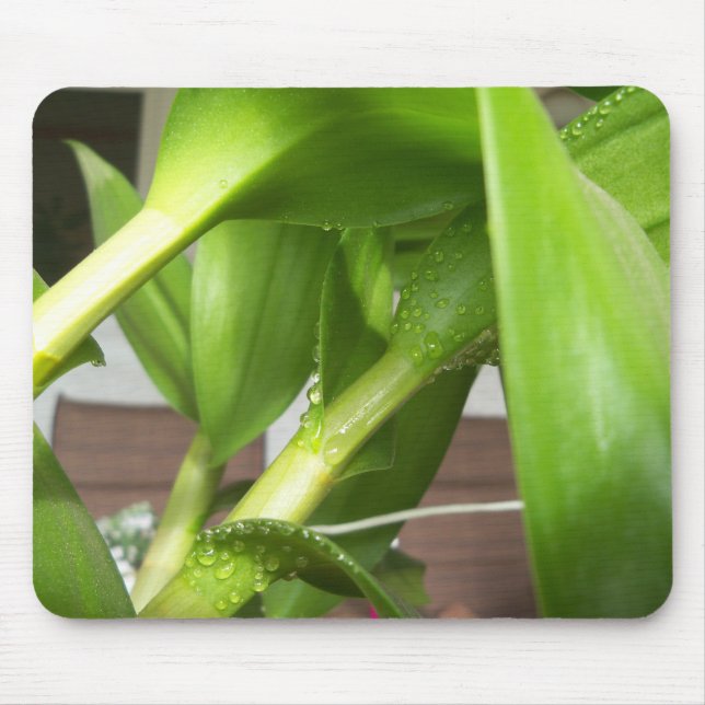Dendrobium Orchid stems closeup Mouse Pad (Front)