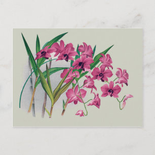 Dendrobium Orchids Floral Postcard