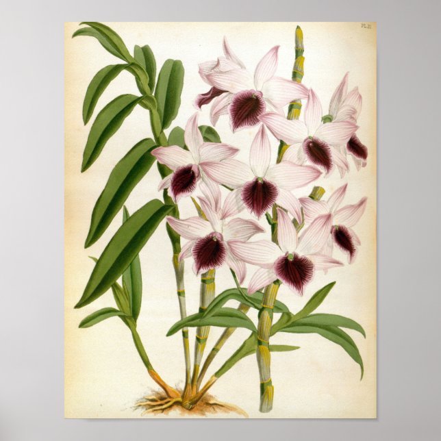 Dendrobrium Ainsworth Roseum Poster (Front)