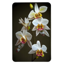 Dendroium Orchids