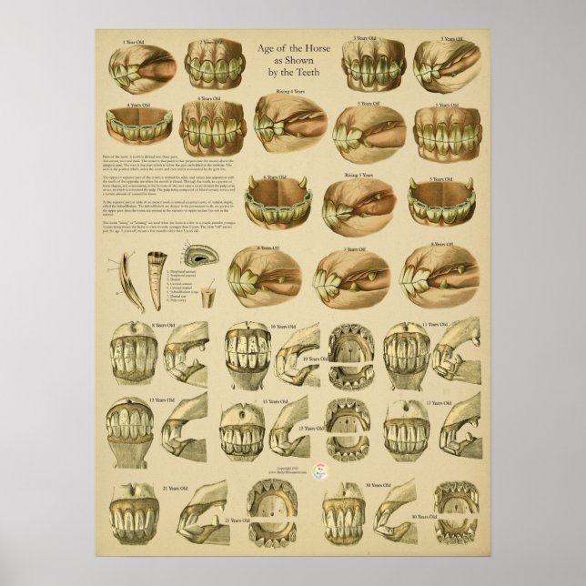 Dental Age of Horse Teeth Poster (Front)