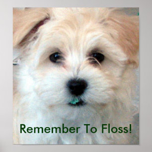 Dental Hygiene Floss Puppy Poster
