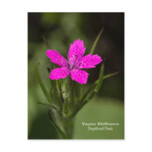 Deptford Pink Virginia Wildflower Floral Postcard