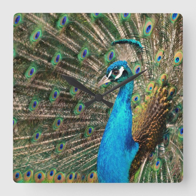 Der blaue Pfau Square Wall Clock (Front)