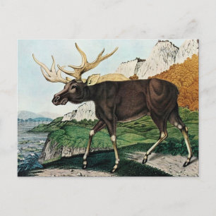 Der Elch or The Elk (1886) Postcard