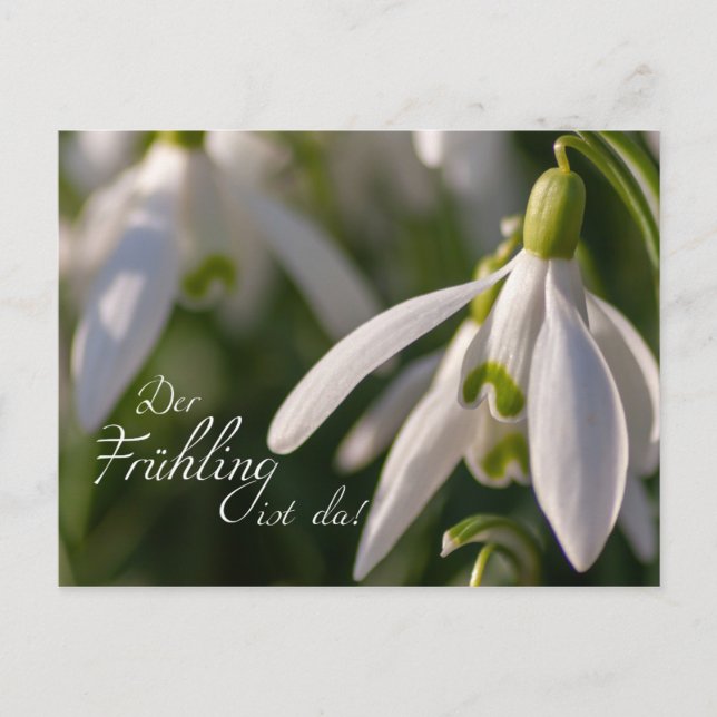 Der Frühling ist da! Postcard (Front)