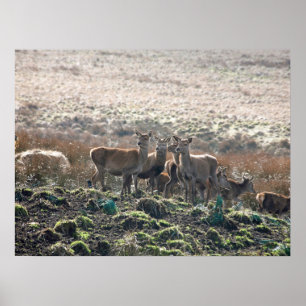 Der Grazing in Lyme Park Postcard Poster