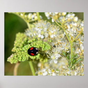 Der schwarz - rote Marienkäfer Poster