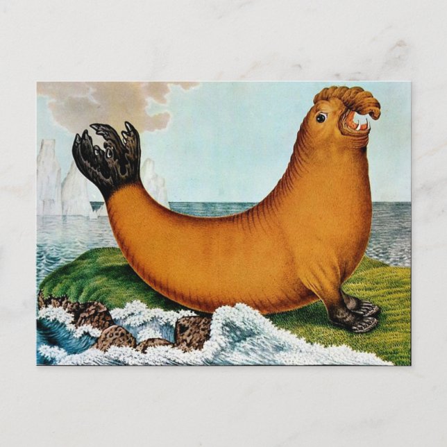 Der See-Elefant or The Walrus (1879) Postcard (Front)