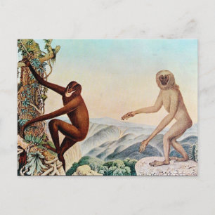 Der Siamang or The Siamang Gibbon (1883) Postcard