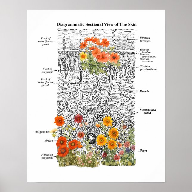 Dermatology Skin Anatomy Art with Floral Details Poster (Front)