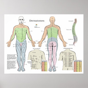 Dermatome Alarm Back Shu Acupuncture Points Chart