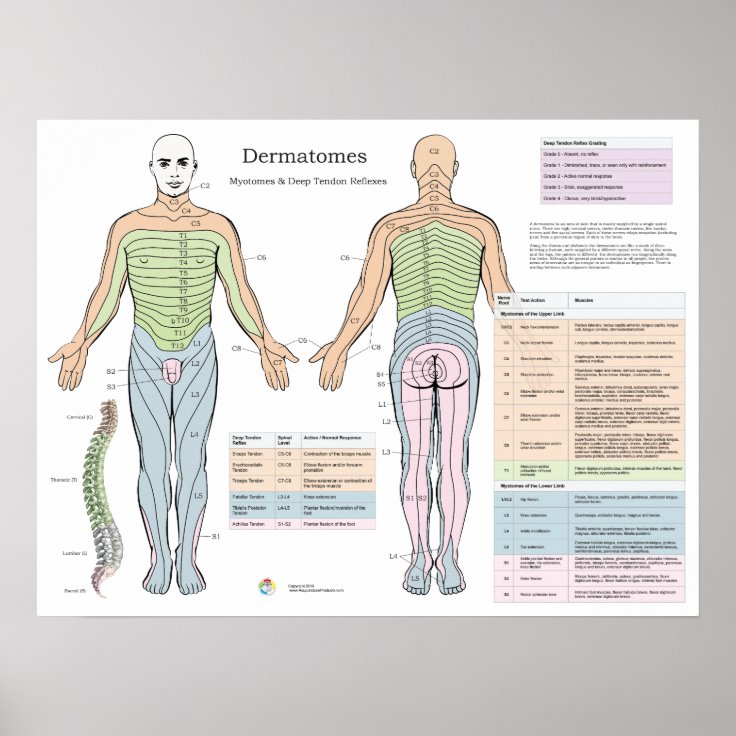 Dermatomes Myotomes Deep Tendon Reflexes Poster Zazzle Sexiz Pix