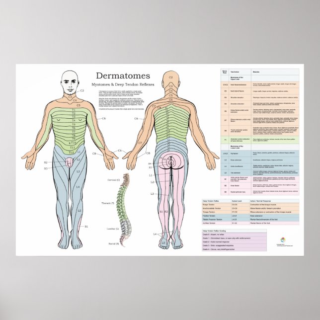 Dermatomes Myotomes Reflexes Poster Chiropractic (Front)