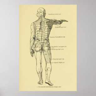 Dermatomes Nervous System Chart Chiropractic