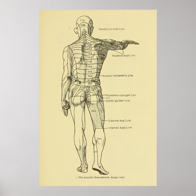 Dermatomes Nervous System Chart Chiropractic (Front)