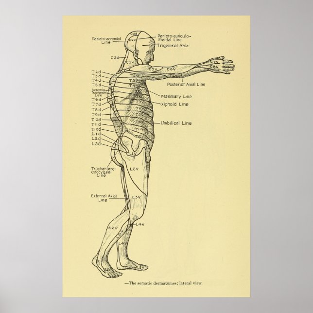 Dermatomes Nervous System Chart Chiropractic (Front)