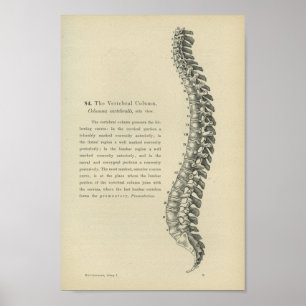 Description of the Vertebral Column Poster