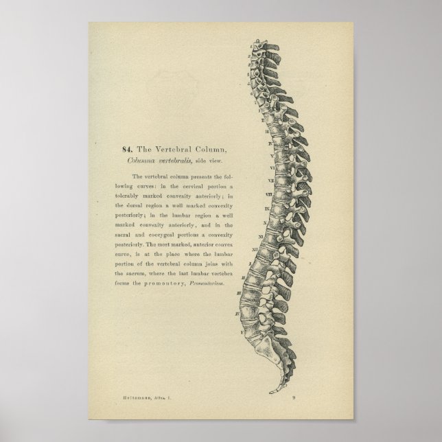 Description of the Vertebral Column Poster (Front)