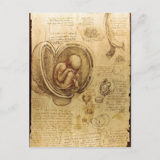 Description Studies of Embryos Leonardo da Vinci ( Postcard (Front)