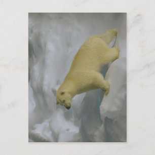 Description Ursus maritimus on sea ice close to Sv Postcard