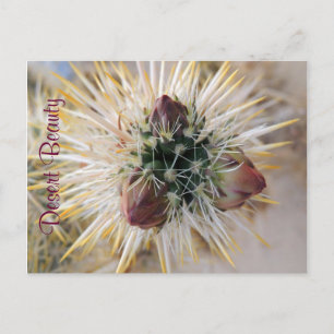 Desert Beauty Postcard