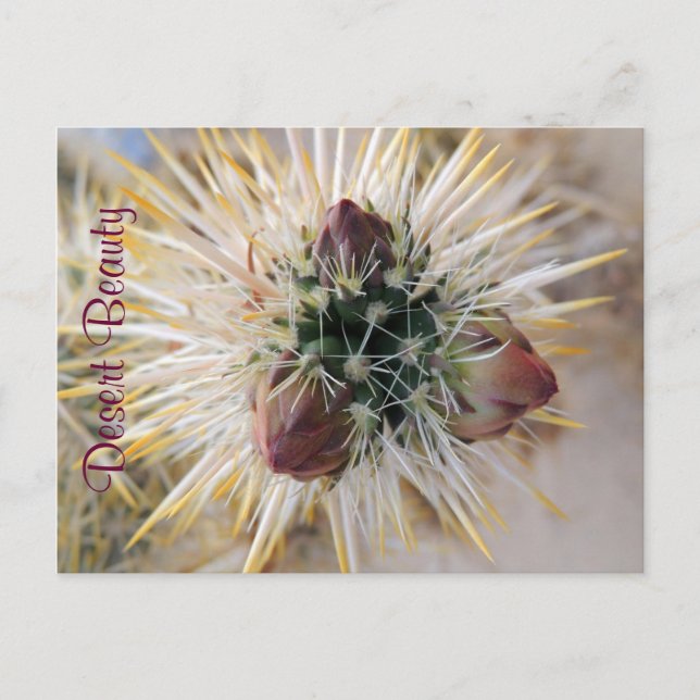 Desert Beauty Postcard (Front)