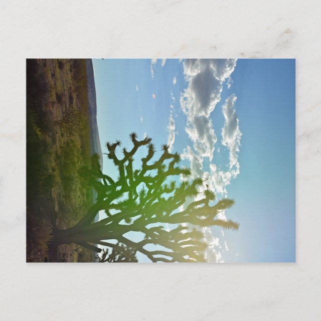 Desert Beauty Postcard (Front)