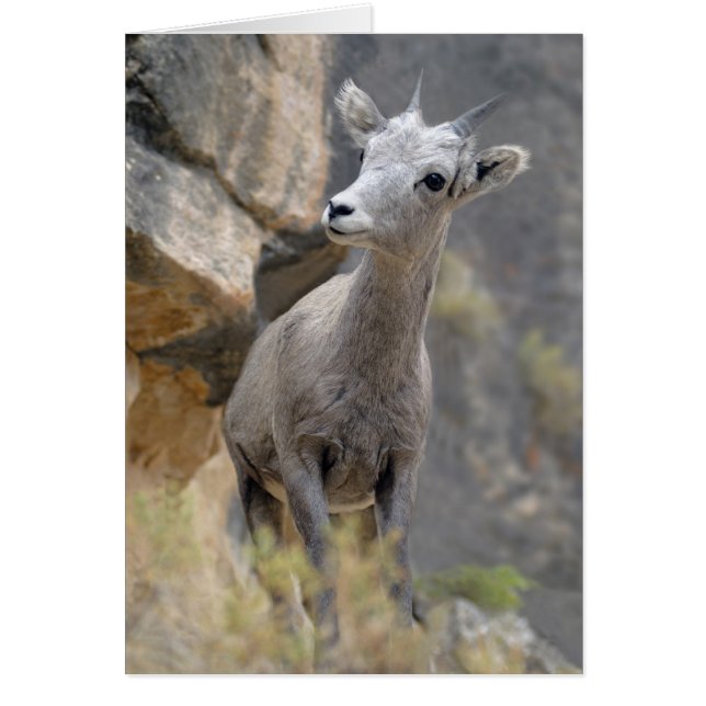 Desert Bighorn Ewe (Front)