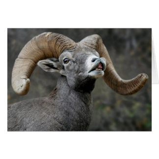 Desert Bighorn Ram