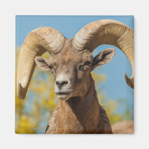 Desert Bighorn Ram Magnet