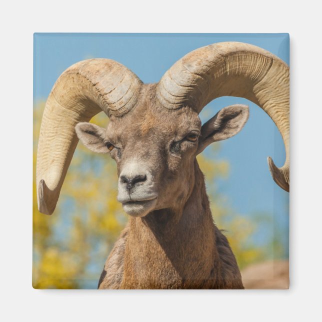 Desert Bighorn Ram Magnet (Front)