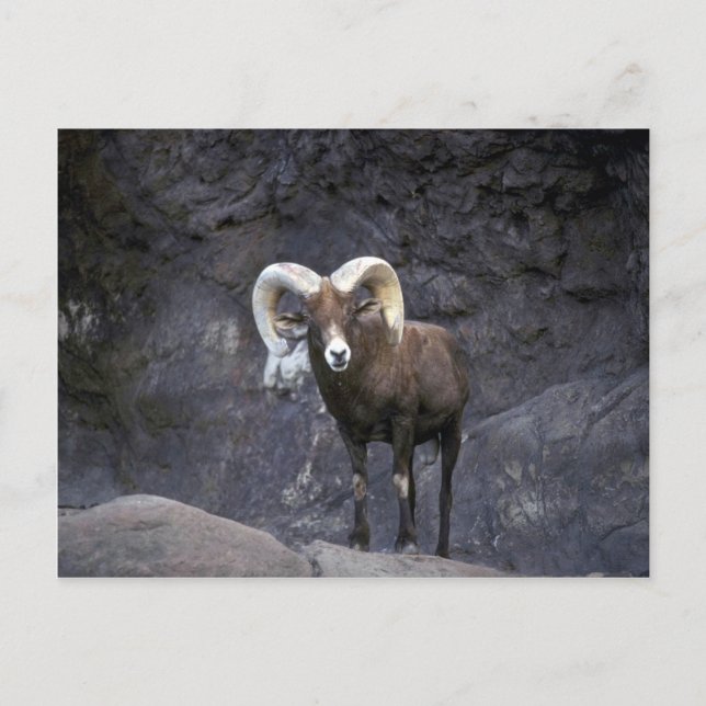 Desert bighorn sheep (Adult ram) Postcard (Front)