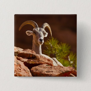 Desert Bighorn sheep (Ovis canadensis nelsoni). 15 Cm Square Badge