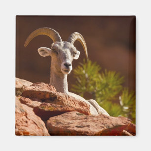 Desert Bighorn sheep (Ovis canadensis nelsoni). Magnet