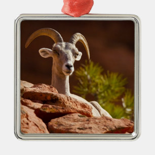 Desert Bighorn sheep (Ovis canadensis nelsoni). Metal Tree Decoration