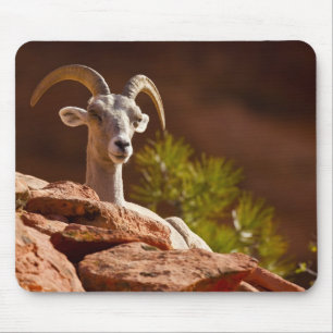 Desert Bighorn sheep (Ovis canadensis nelsoni). Mouse Pad