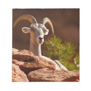 Desert Bighorn sheep (Ovis canadensis nelsoni). Notepad