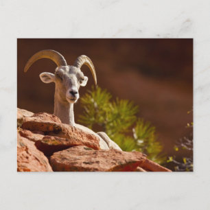 Desert Bighorn sheep (Ovis canadensis nelsoni). Postcard