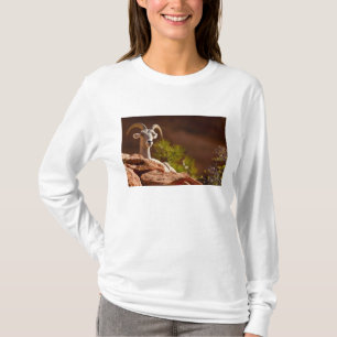 Desert Bighorn sheep (Ovis canadensis nelsoni). T-Shirt