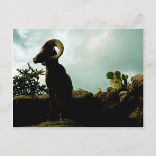 Desert Bighorn Sheep Postcard