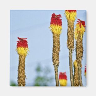 Desert bloom, outside Phoenix, Arizona, U.S.A. fl Magnet